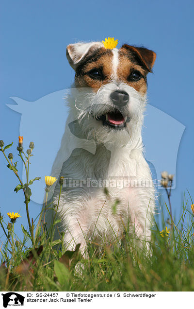 sitzender Jack Russell Terrier / SS-24457