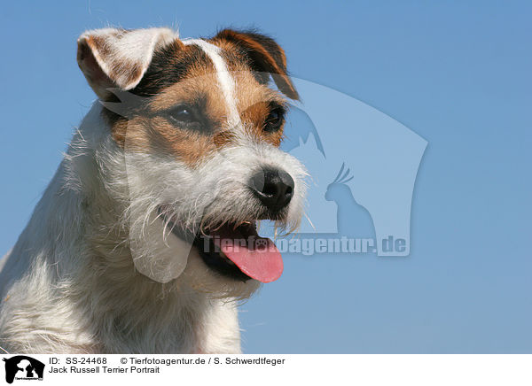 Parson Russell Terrier Portrait / Parson Russell Terrier Portrait / SS-24468