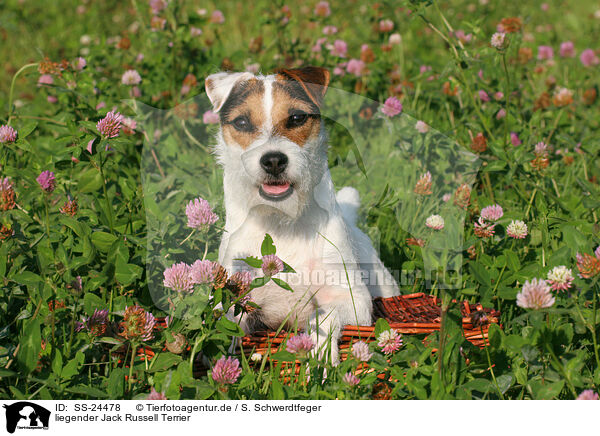 liegender Parson Russell Terrier / lying Parson Russell Terrier / SS-24478
