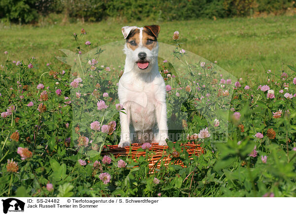 Parson Russell Terrier im Sommer / Parson Russell Terrier in summer / SS-24482