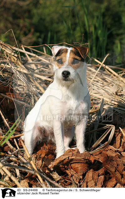 sitzender Parson Russell Terrier / sitting Parson Russell Terrier / SS-24488