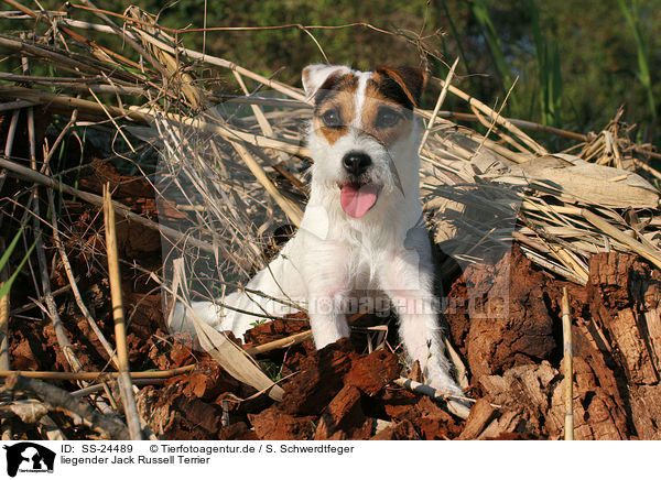 liegender Parson Russell Terrier / lying Parson Russell Terrier / SS-24489