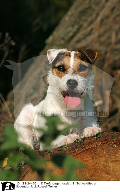 liegender Parson Russell Terrier / lying Parson Russell Terrier / SS-24490