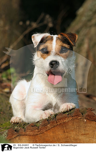 liegender Parson Russell Terrier / lying Parson Russell Terrier / SS-24491