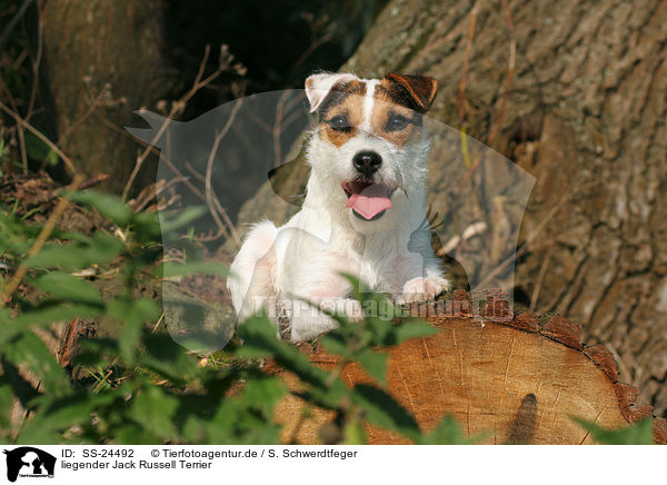 liegender Parson Russell Terrier / lying Parson Russell Terrier / SS-24492