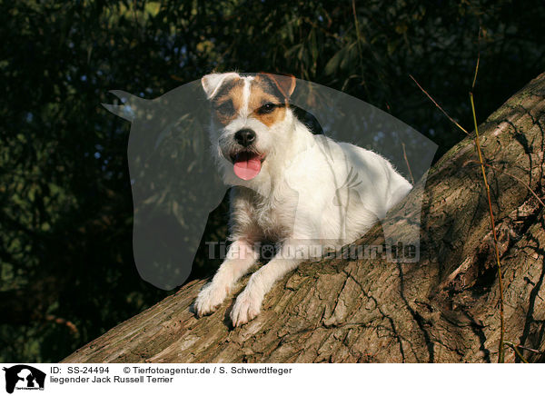 liegender Parson Russell Terrier / lying Parson Russell Terrier / SS-24494