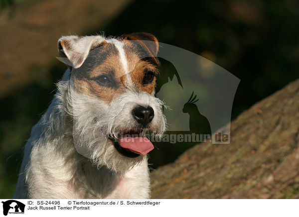 Parson Russell Terrier Portrait / Parson Russell Terrier Portrait / SS-24496