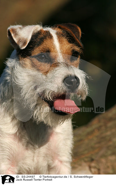 Parson Russell Terrier Portrait / Parson Russell Terrier Portrait / SS-24497