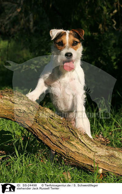 stehender Parson Russell Terrier / standing Parson Russell Terrier / SS-24498