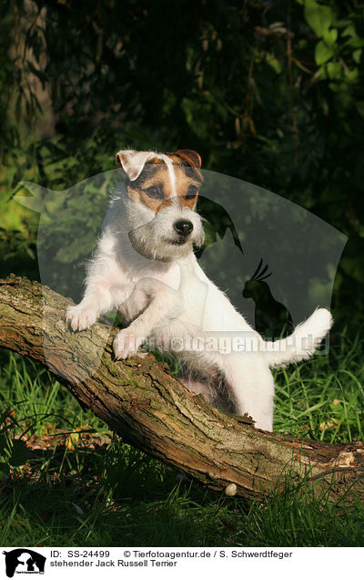 stehender Parson Russell Terrier / standing Parson Russell Terrier / SS-24499