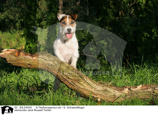 stehender Parson Russell Terrier / standing Parson Russell Terrier / SS-24500