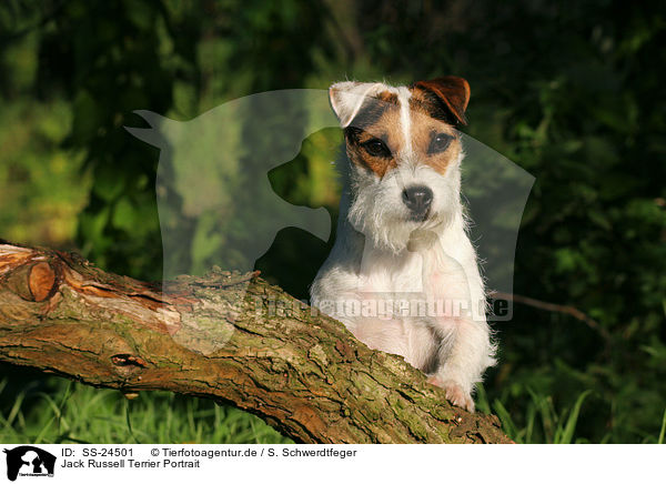 Parson Russell Terrier Portrait / Parson Russell Terrier Portrait / SS-24501