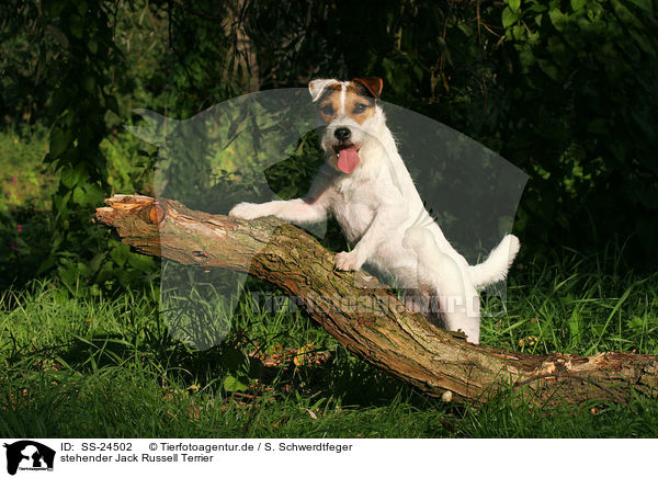 stehender Parson Russell Terrier / standing Parson Russell Terrier / SS-24502