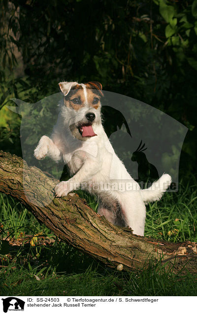stehender Parson Russell Terrier / standing Parson Russell Terrier / SS-24503