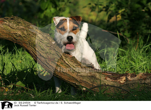 Parson Russell Terrier / Parson Russell Terrier / SS-24504
