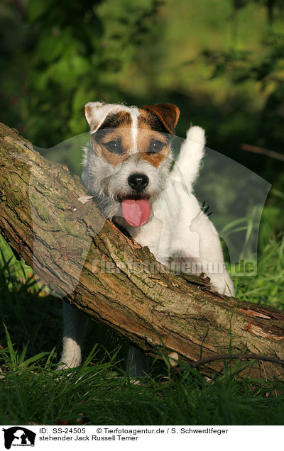 stehender Parson Russell Terrier / standing Parson Russell Terrier / SS-24505