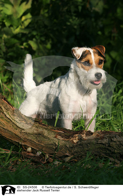 stehender Parson Russell Terrier / standing Parson Russell Terrier / SS-24506