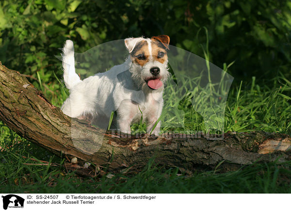 stehender Parson Russell Terrier / standing Parson Russell Terrier / SS-24507