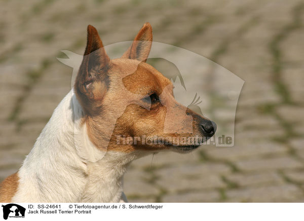 Jack Russell Terrier Portrait / Jack Russell Terrier Portrait / SS-24641