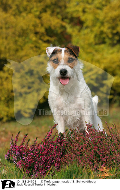 Parson Russell Terrier in Herbst / Parson Russell Terrier in autumn / SS-24691
