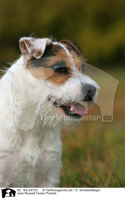 Parson Russell Terrier Portrait / Parson Russell Terrier Portrait / SS-24703