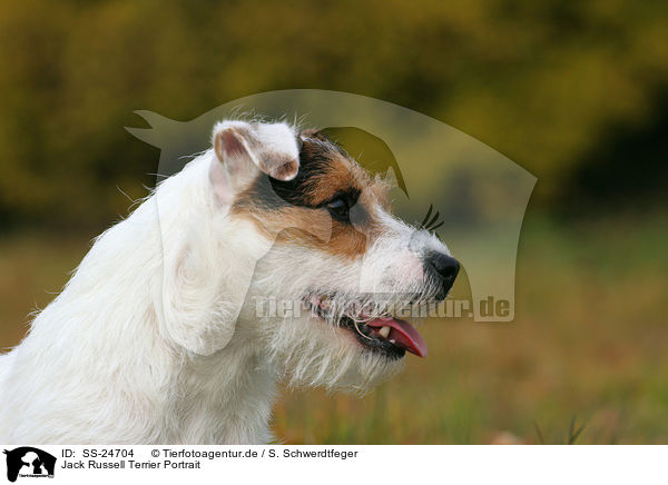 Parson Russell Terrier Portrait / Parson Russell Terrier Portrait / SS-24704