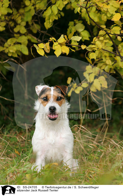 sitzender Parson Russell Terrier / sitting Parson Russell Terrier / SS-24705