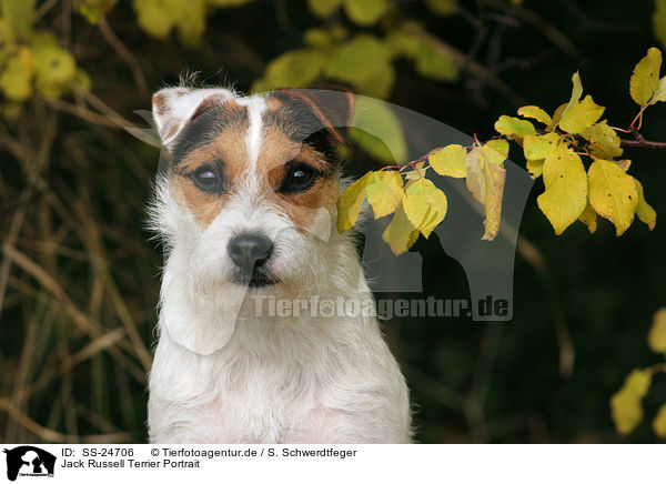 Parson Russell Terrier Portrait / Parson Russell Terrier Portrait / SS-24706