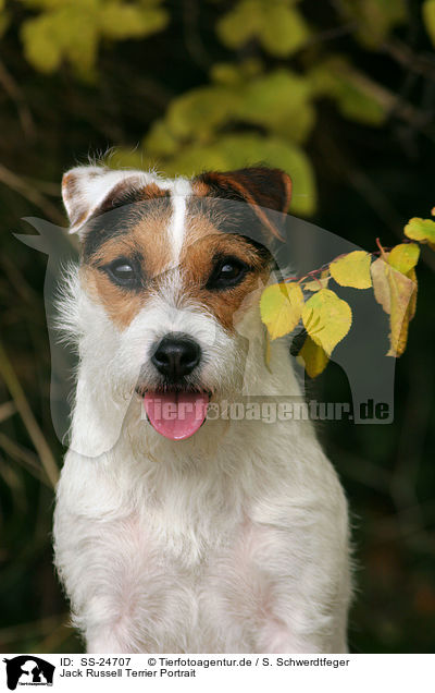 Parson Russell Terrier Portrait / Parson Russell Terrier Portrait / SS-24707
