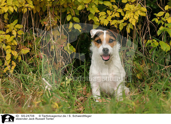 sitzender Parson Russell Terrier / sitting Parson Russell Terrier / SS-24708