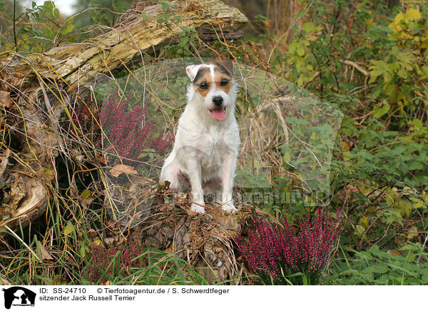 sitzender Parson Russell Terrier / sitting Parson Russell Terrier / SS-24710