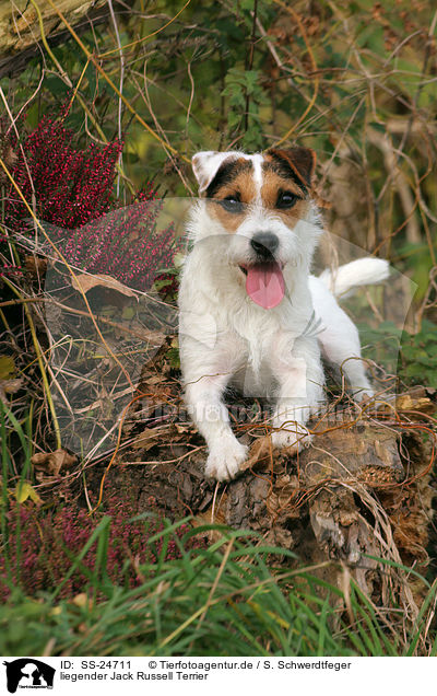 liegender Parson Russell Terrier / lying Parson Russell Terrier / SS-24711