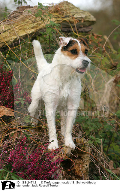 stehender Parson Russell Terrier / standing Parson Russell Terrier / SS-24712