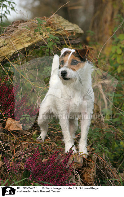 stehender Parson Russell Terrier / standing Parson Russell Terrier / SS-24713