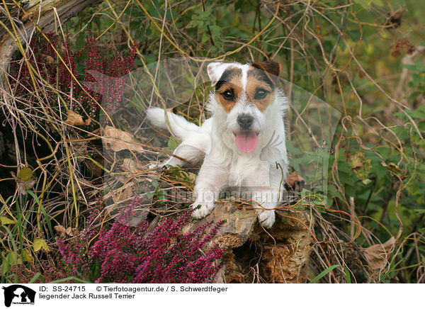 liegender Parson Russell Terrier / lying Parson Russell Terrier / SS-24715