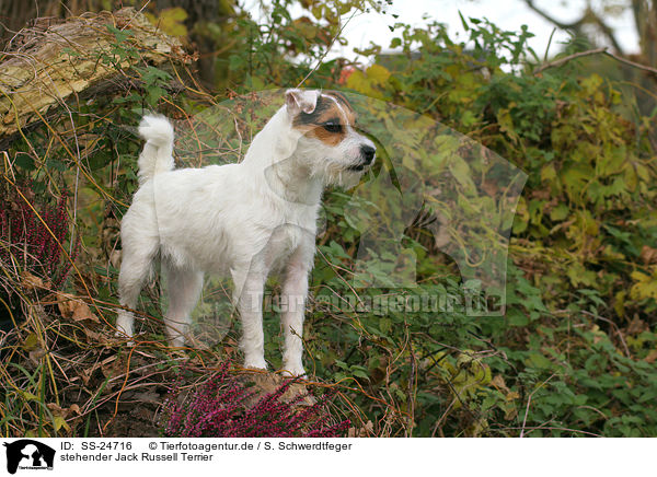 stehender Parson Russell Terrier / standing Parson Russell Terrier / SS-24716
