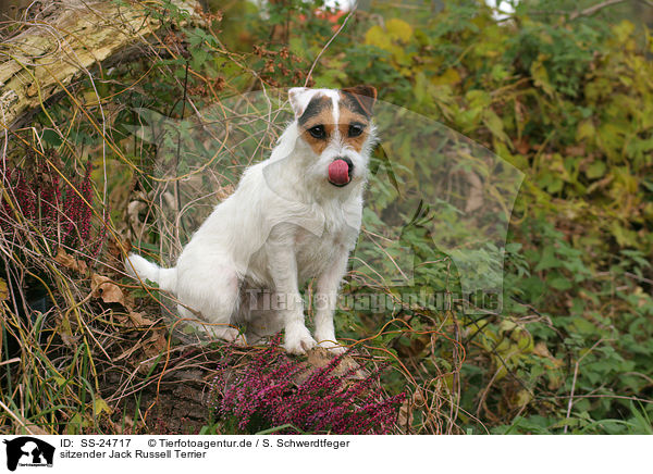 sitzender Parson Russell Terrier / sitting Parson Russell Terrier / SS-24717