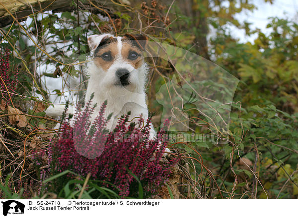 Parson Russell Terrier Portrait / Parson Russell Terrier Portrait / SS-24718