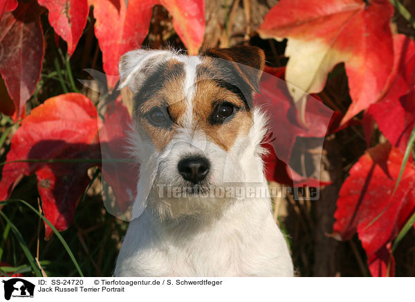 Parson Russell Terrier Portrait / Parson Russell Terrier Portrait / SS-24720