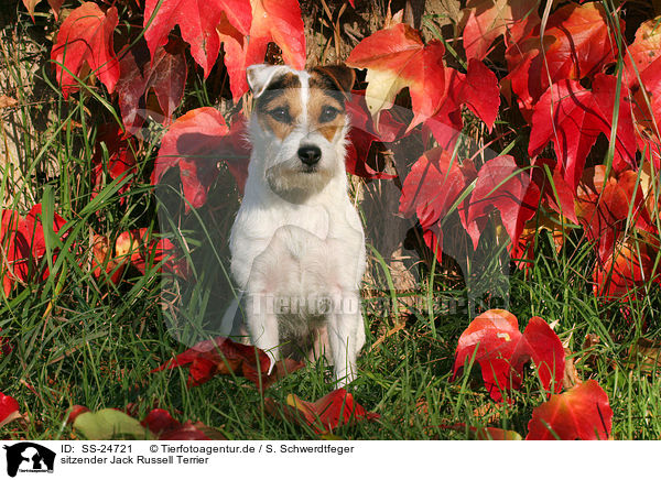 sitzender Parson Russell Terrier / sitting Parson Russell Terrier / SS-24721