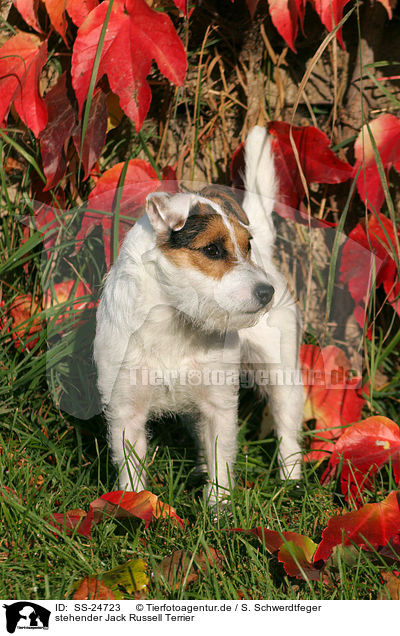 stehender Parson Russell Terrier / standing Parson Russell Terrier / SS-24723