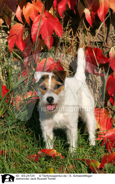 stehender Parson Russell Terrier / standing Parson Russell Terrier / SS-24724