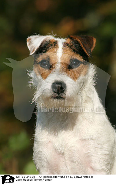 Parson Russell Terrier Portrait / Parson Russell Terrier Portrait / SS-24725