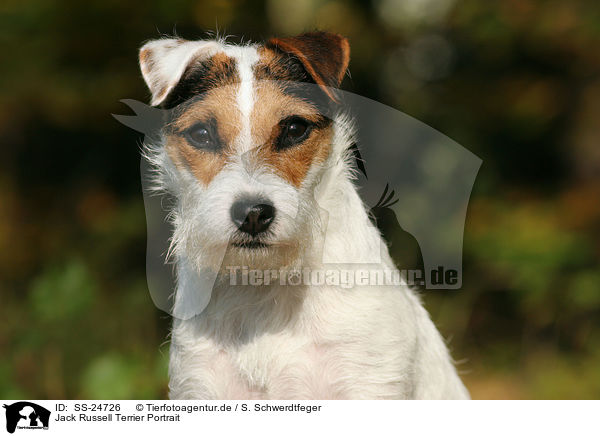 Parson Russell Terrier Portrait / Parson Russell Terrier Portrait / SS-24726