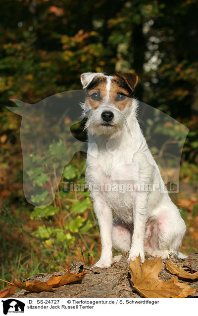 sitzender Parson Russell Terrier / sitting Parson Russell Terrier / SS-24727
