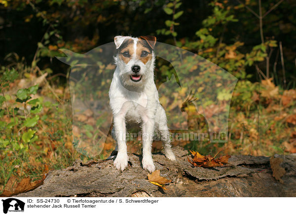 stehender Parson Russell Terrier / standing Parson Russell Terrier / SS-24730