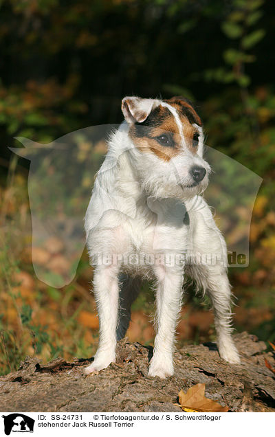 stehender Parson Russell Terrier / standing Parson Russell Terrier / SS-24731