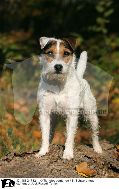 stehender Parson Russell Terrier / standing Parson Russell Terrier / SS-24732