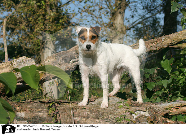 stehender Parson Russell Terrier / standing Parson Russell Terrier / SS-24736