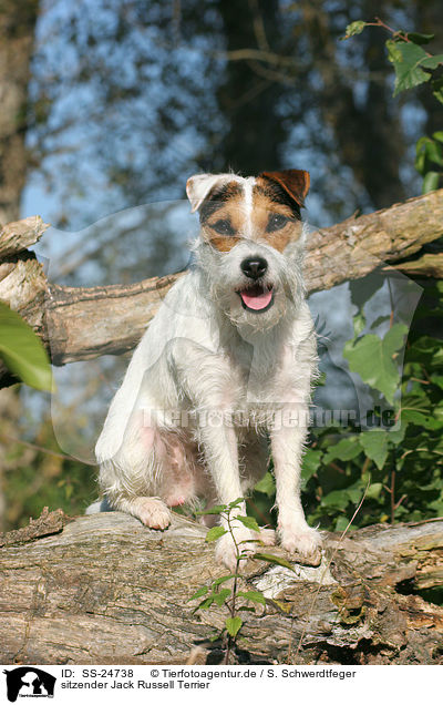 sitzender Parson Russell Terrier / sitting Parson Russell Terrier / SS-24738